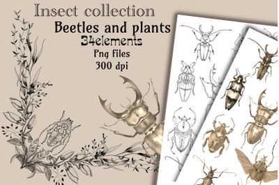 Insect collection.Beetles and plants