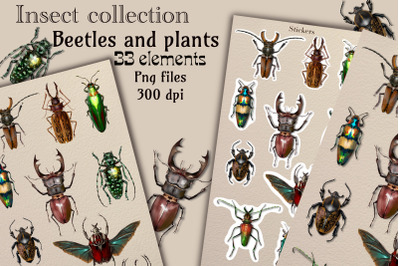 Stickers insect, beetle illustration