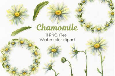 Watercolor daisies clipart