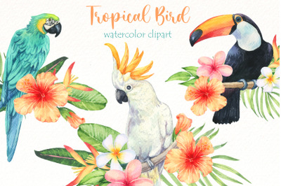 Watercolor tropical birds clipart |  bird of paradise png | exotic pn