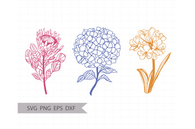 Garden flower SVG cut file / Botanical SVG PNG clipart /