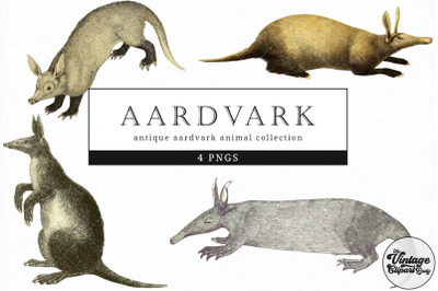 Aardvark Vintage Animal illustration Clip Art, Clipart, Fussy Cut