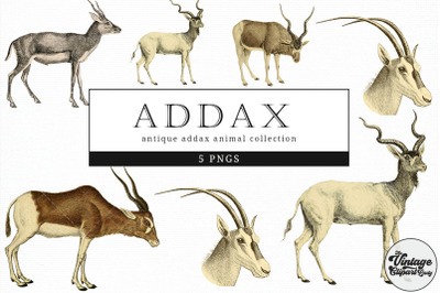Addax  Vintage Animal illustration Clip Art, Clipart, Fussy Cut