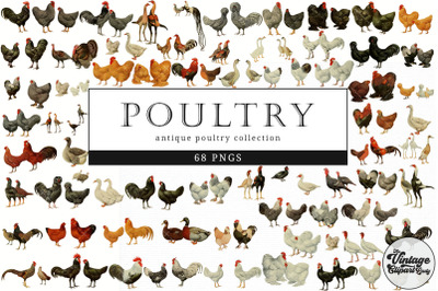 Poultry  Vintage Animal illustration Clip Art, Clipart, Fussy Cut