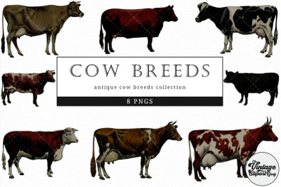 Cow Breeds  Vintage Animal illustration Clip Art, Clipart, Fussy Cut
