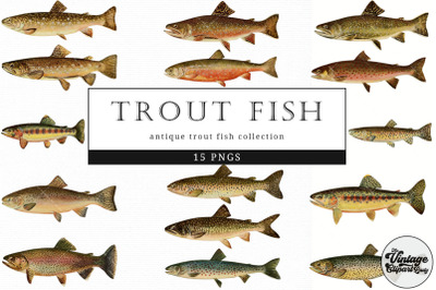 Trout Fish  Vintage Animal illustration Clip Art, Clipart, Fussy Cut