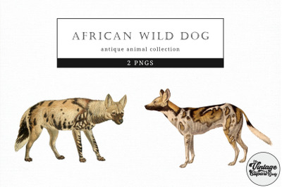 African Wild Dog  Vintage Animal illustration Clip Art, Clipart
