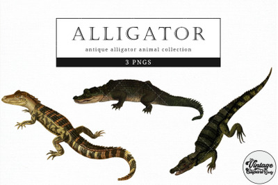 Alligator  Vintage Animal illustration Clip Art, Clipart, Fussy Cut
