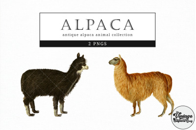 Alpaca  Vintage Animal illustration Clip Art, Clipart, Fussy Cut