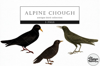 Alpine Chough  Vintage Animal illustration Clip Art, Clipart