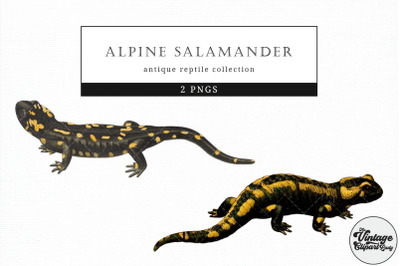 Alpine Salamander  Vintage Animal illustration Clip Art, Clipart
