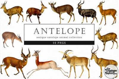 Antelope  Vintage Animal illustration Clip Art, Clipart, Fussy Cut