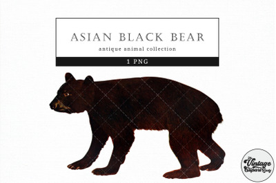 Asian Black Bear  Vintage Animal illustration Clip Art, Clipart