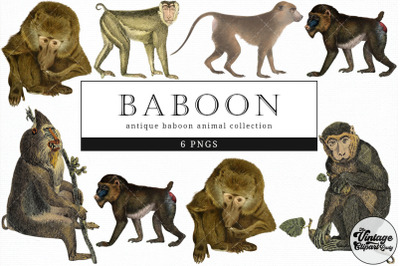 Baboon  Vintage Animal illustration Clip Art, Clipart, Fussy Cut
