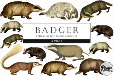 Badger  Vintage Animal illustration Clip Art, Clipart, Fussy Cut