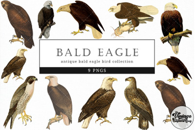 Bald eagle  Vintage Animal illustration Clip Art, Clipart, Fussy Cut