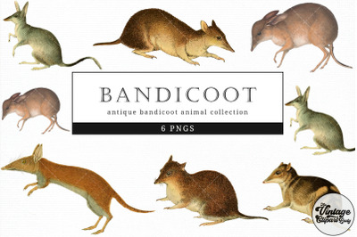 Bandicoot  Vintage Animal illustration Clip Art, Clipart, Fussy Cut