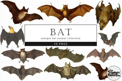 Bat  Vintage Animal illustration Clip Art, Clipart, Fussy Cut