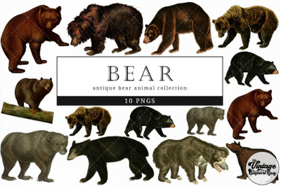 Bear  Vintage Animal illustration Clip Art, Clipart, Fussy Cut