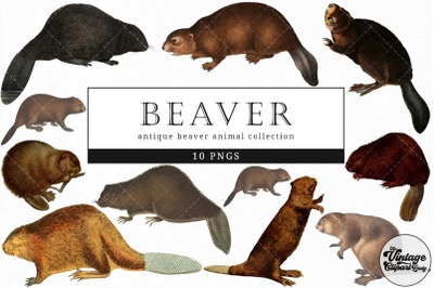 Beaver  Vintage Animal illustration Clip Art, Clipart, Fussy Cut