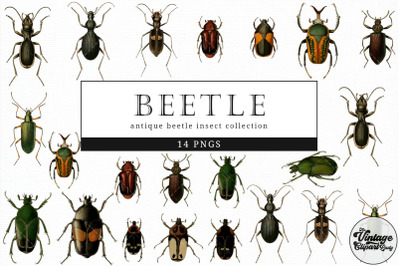 Beetle  Vintage Animal illustration Clip Art, Clipart, Fussy Cut,
