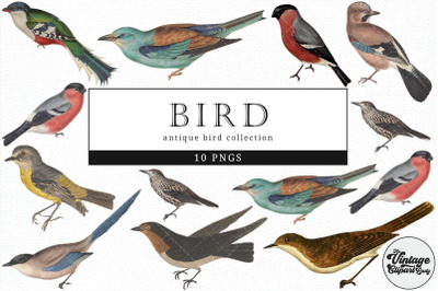 Bird  Vintage Animal illustration Clip Art, Clipart, Fussy Cut