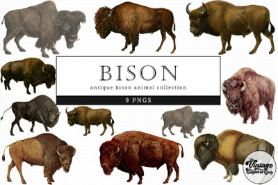 Bison  Vintage Animal illustration Clip Art, Clipart, Fussy Cut