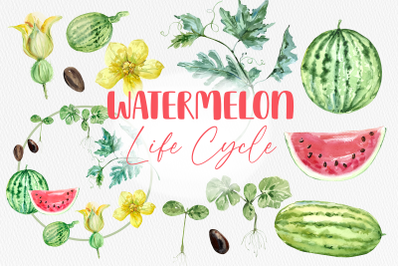Watermelon Life Cycle Clip Art and Print