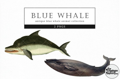 Blue Whale  Vintage Animal illustration Clip Art, Clipart, Fussy Cut