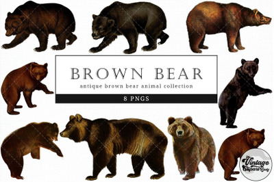 Brown Bear  Vintage Animal illustration Clip Art, Clipart, Fussy Cut