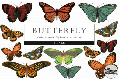 Butterfly  Vintage Animal illustration Clip Art, Clipart, Fussy Cut