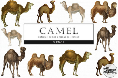Camel  Vintage Animal illustration Clip Art, Clipart, Fussy Cut