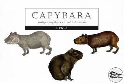 Capybara  Vintage Animal illustration Clip Art, Clipart, Fussy Cut