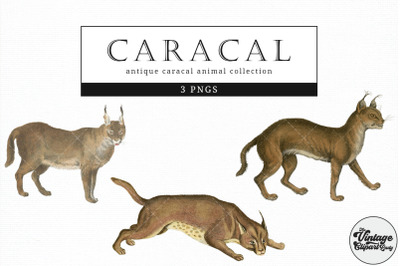 Caracal  Vintage Animal illustration Clip Art, Clipart, Fussy Cut