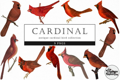Cardinal  Vintage Animal illustration Clip Art, Clipart, Fussy Cut