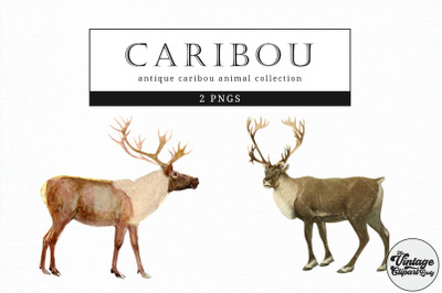 Caribou  Vintage Animal illustration Clip Art, Clipart, Fussy Cut
