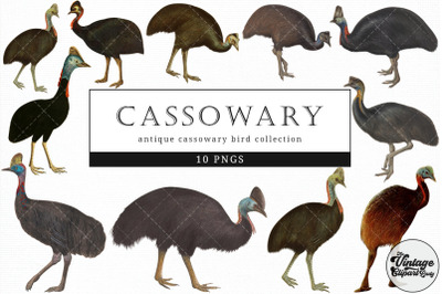 Cassowary  Vintage Animal illustration Clip Art, Clipart, Fussy Cut