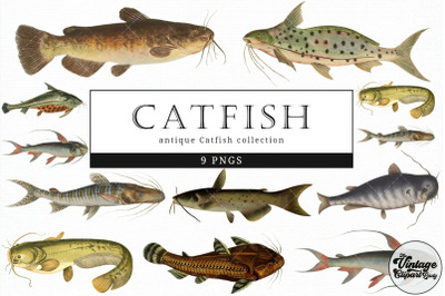 Catfish  Vintage Animal illustration Clip Art, Clipart, Fussy Cut