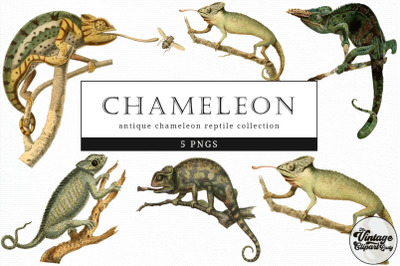 Chameleon  Vintage Animal illustration Clip Art, Clipart, Fussy Cut