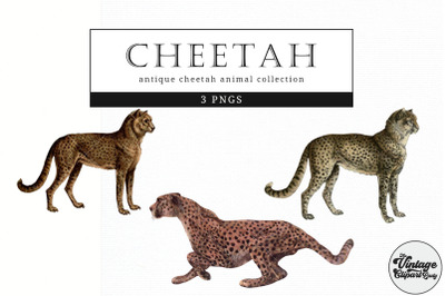 Cheetah  Vintage Animal illustration Clip Art, Clipart, Fussy Cut,