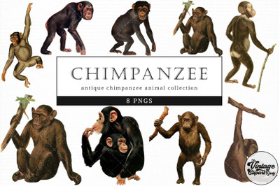 Chimpanzee  Vintage Animal illustration Clip Art, Clipart, Fussy Cut