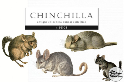 Chinchilla  Vintage Animal illustration Clip Art, Clipart, Fussy Cut