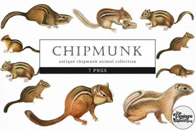 Chipmunk  Vintage Animal illustration Clip Art, Clipart, Fussy Cut
