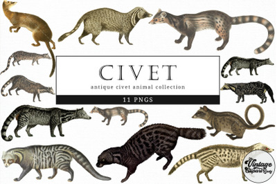 Civet  Vintage Animal illustration Clip Art, Clipart, Fussy Cut