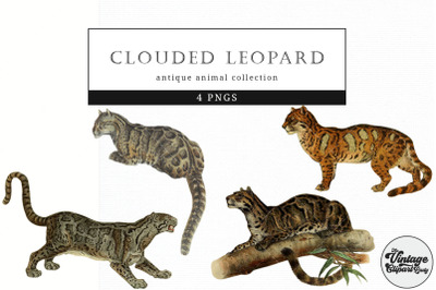 Clouded Leopard  Vintage Animal illustration Clip Art, Clipart