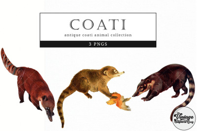 Coati  Vintage Animal illustration Clip Art, Clipart, Fussy Cut