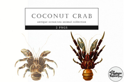 Coconut Crab  Vintage Animal illustration Clip Art, Clipart