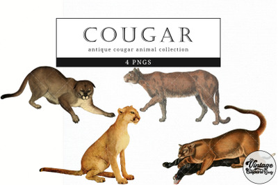 Cougar  Vintage Animal illustration Clip Art, Clipart, Fussy Cut