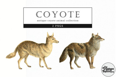 Coyote  Vintage Animal illustration Clip Art, Clipart, Fussy Cut
