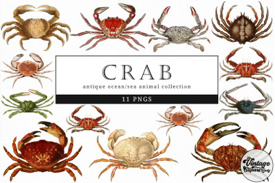 Crab  Vintage Animal illustration Clip Art, Clipart, Fussy Cut